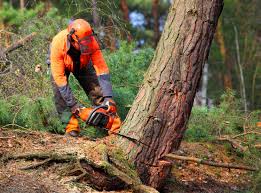 How Our Tree Care Process Works  in Camdenton, MO